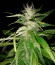 Delicious Candy Auto fem (Delicious Seeds) семена конопли
