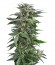 Haze XXL Autoflowering fem семена конопли