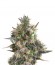 Royal Bluematic Auto fem (Royal Queen Seeds) семена конопли