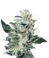 Sensi Star fem (Paradise Seeds) семена конопли