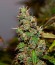 Six Shooter Auto fem (FastBuds) семена конопли