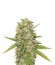 Skunk XL fem (Royal Queen Seeds) семена конопли