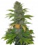 Speed Devil #2 Auto fem (Sweet Seeds) семена конопли