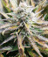Sugar Black Rose Early Version fem (Delicious Seeds) семена конопли