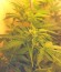Northern Lights Auto fem марихуана Green House Seeds