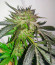 Alpha 21 fem (AlphaFem Seeds) семена конопли