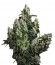 Auto Tutankhamon fem (Pyramid Seeds) семена конопли