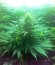 Bubble Kush fem (Royal Queen Seeds) семена конопли