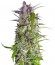 Crystal Candy Auto fem (Sweet Seeds) семена конопли