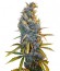 Cream Caramel F1 Fast Version fem (Sweet Seeds) семена конопли