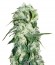 Himalaya Gold fem (Green House Seeds) семена конопли