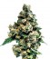 Jack Herer fem сорт конопли