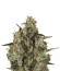 Medical Mass CBD fem (Royal Queen Seeds) семена конопли