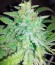 Money Maker fem (Strain Hunters) семена конопли