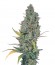 Strawberry Amnesia fem (Dinafem Seeds) семена конопли