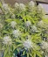 Killer Kush Auto fem (Sweet Seeds) семена конопли