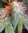 Bruce Banner #3 fem (Anesia Seeds) семена конопли