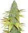 BubbleGummer fem (Female Seeds) семена конопли