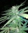 Critical Cheese fem (Dinafem Seeds) семена конопли