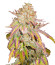 Grandaddy Banner fem (AlphaFem Seeds) семена конопли