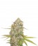 Lemon Skunk reg (DNA Genetics) семена конопли