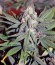 Power Plant fem (Dutch Passion) семена конопли