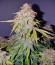 Royal Jack Automatic fem (Royal Queen Seeds) семена конопли