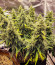 Crystal WW Autoflower fem (Easy Grow Seeds) семена конопли