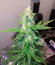 Auto Northern Delights fem (VIP seeds) семена конопли