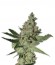 Acid fem (Paradise Seeds) семена конопли