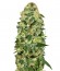 Auto California Kush fem (00 Seeds) семена конопли