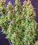 Baby Runtz Autoflower fem (Easy Grow Seeds) семена конопли