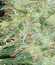Big Bud fem (Vision Seeds) семена конопли