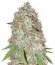 Blue Kripple fem (Dr. Krippling Seeds) семена конопли
