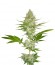Candy Kush Express fem (Fast Flowering) семена конопли