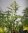 Candy Kush Express fem (Fast Flowering) семена конопли