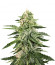 Girl Scout Cookies Auto fem (Original Sensible Seeds) семена конопли