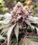 Grandaddy Banner fem (AlphaFem Seeds) семена конопли