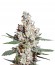 L.A. Amnesia fem (Paradise Seeds) семена конопли