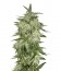 Lemon OG Haze Automatic fem (Nirvana Seeds) семена конопли