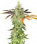 Shogun fem (Royal Queen Seeds) семена конопли