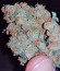 Tangerine Dream fem (Barney's Farm) семена конопли