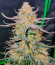 Apple Strudel Auto fem (FastBuds) семена конопли
