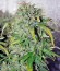 Auto New York City fem (Pyramid Seeds) семена конопли