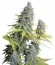 Big Foot fem (Sweet Seeds) семена конопли