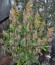 Blackberry auto fem (FastBuds) семена конопли