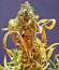 Dinamex Autoflowering fem семена конопли