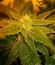 Jack Herer fem (Vision Seeds) семена конопли