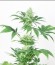 Somango XL fem (Royal Queen Seeds) семена конопли