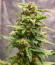 White Critical Express (Kalashnikov Seeds) семена конопли